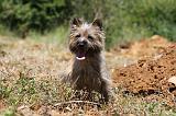 CAIRN TERRIER 488